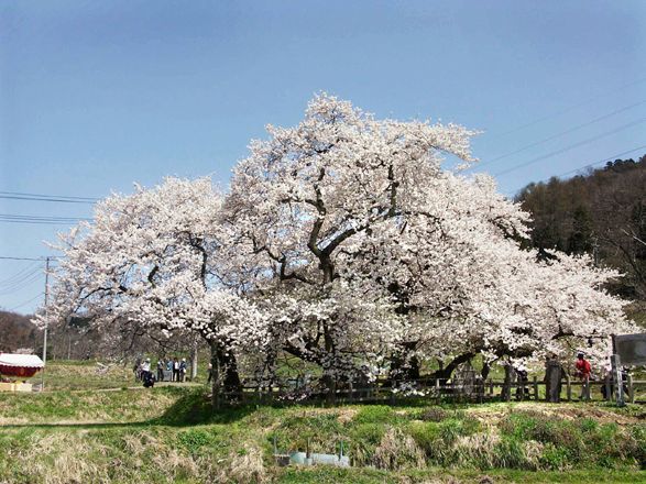 石部桜