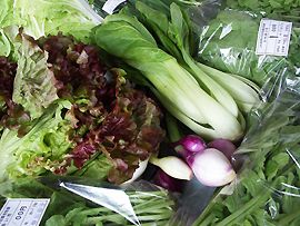 野菜たち