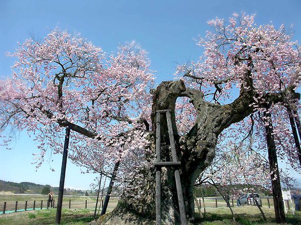 石部桜