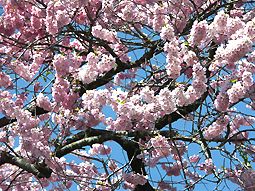 桜