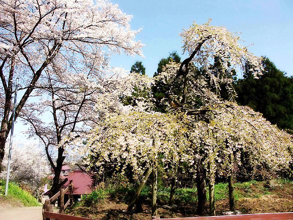 石部桜