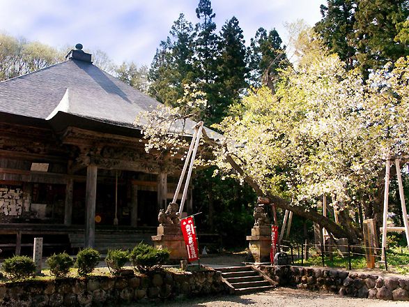 虎の尾桜