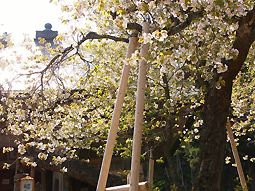 桜