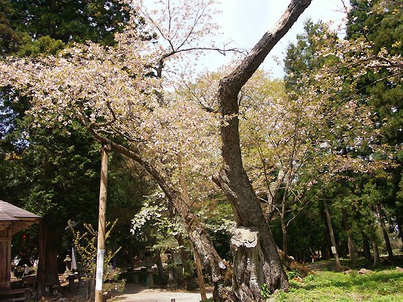 大鹿桜