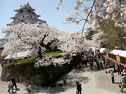 桜