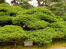 庭園