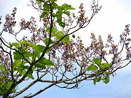 桐の花